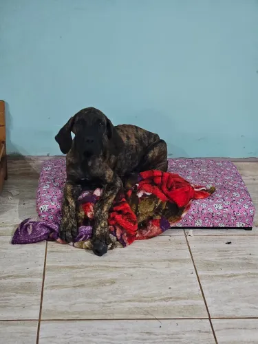 Filhote fila brasileiro fêmea 