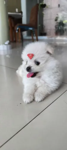 Spitz alemão anão 