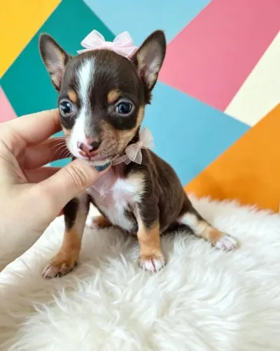Pinscher Puro Encanto