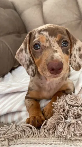 Filhotes de Teckel/Salsicha/Basset para Presentear no Dia dos Namorados