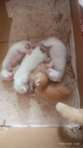 Gatos Machos para Doação