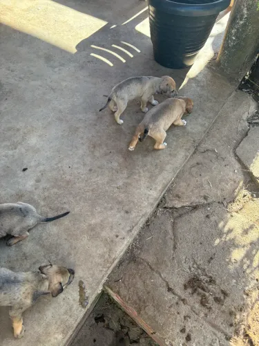 Cachorros