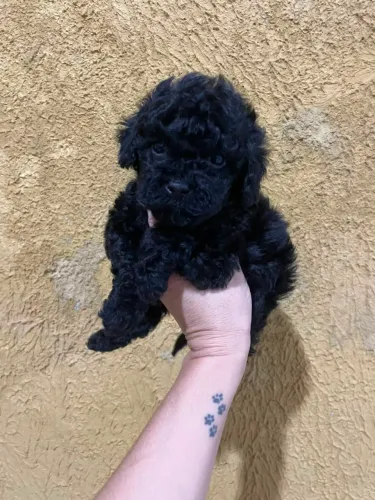 Poodle filhote padrão da Raça com pedigree