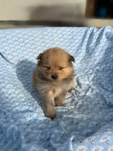 Spitz alemão (lulu da pomerania)