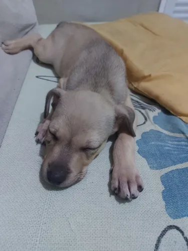 Linda  filhote  para adoção 