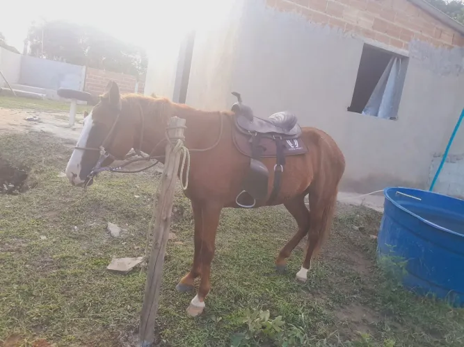 Potra muito manssa pra criança 3 anos