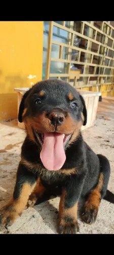 Filhotes de Rottweiler macho 45 dias Paes no local. Valor 700