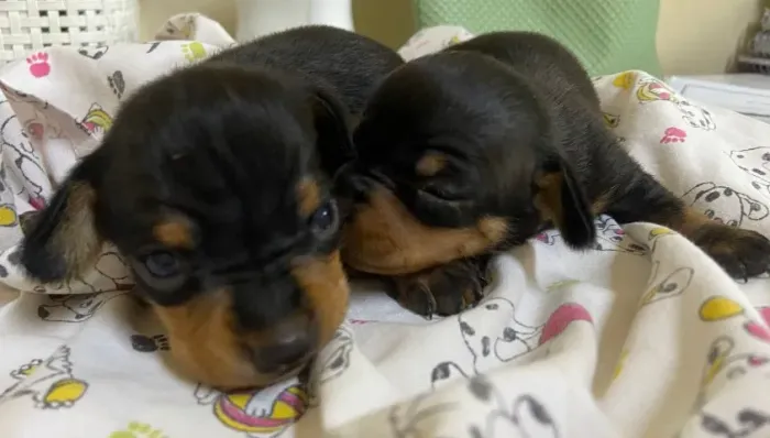 Dachshund: Vacinado e Vermifugado para Começar uma Nova História