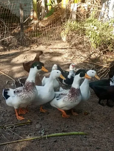 Marrecos e patos