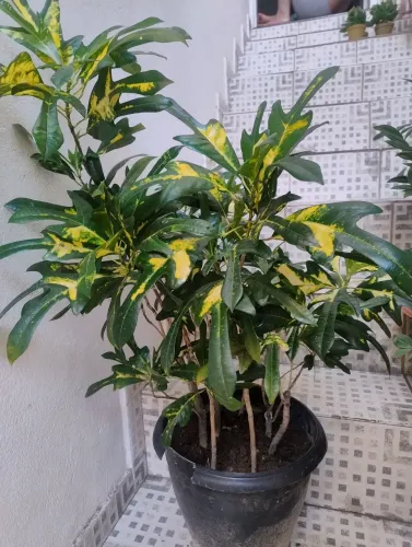 Planta grande