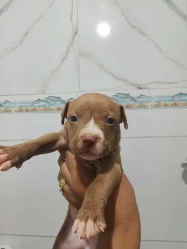 Pitbull