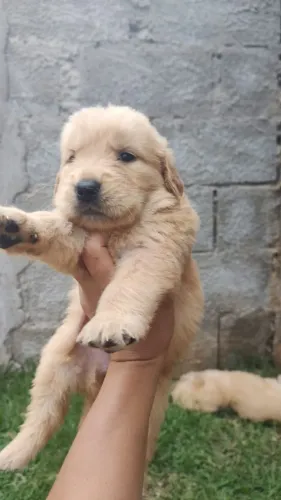 Golden retriever filhotes para apaixonados por fofura