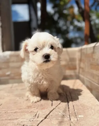 Filhote maltês, Seja recebido com carinho e lambidas todos os dias!