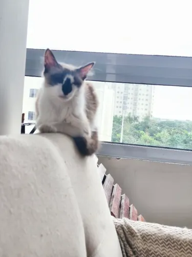 Doa-se esses lindos gatinhos!