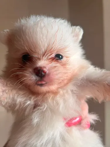 Lulu da pomerania 