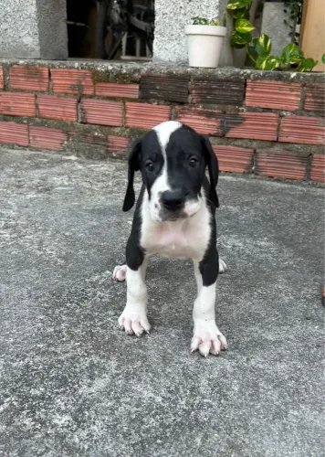 Dogue Alemão