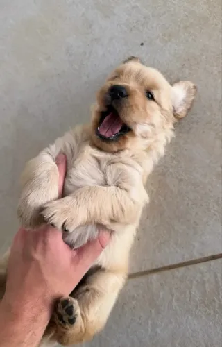 Filhote de Golden Retriever