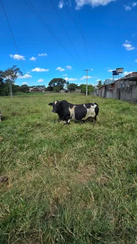 Mini boi troncudo/ leiteiro