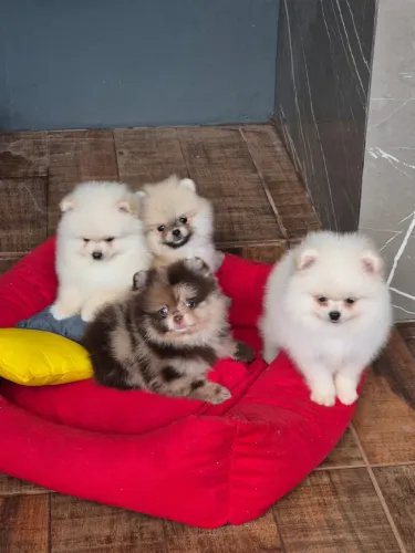 Spitz Alemão Anão 