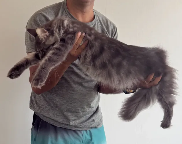 Maine Coon Fêmea com Pedigree 