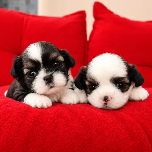 Filhotes Shih Tzu Fêmeas - Raça Pura | Reserva Disponível