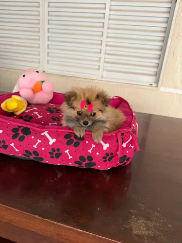 Lulu Pomerania fêmea anão
