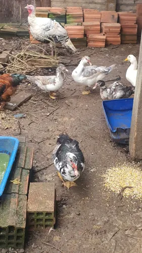 Patos e marreca