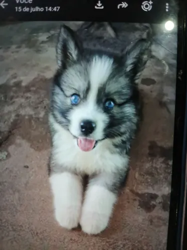 Cachorro