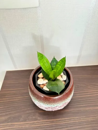 Espada-de-São-Jorge pequena com vaso decorativo | Arranjo pronto