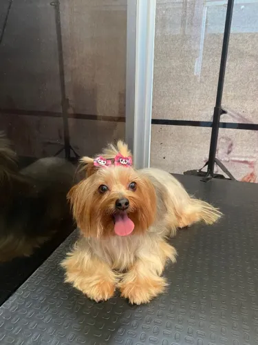 Filhote de yorkshire 