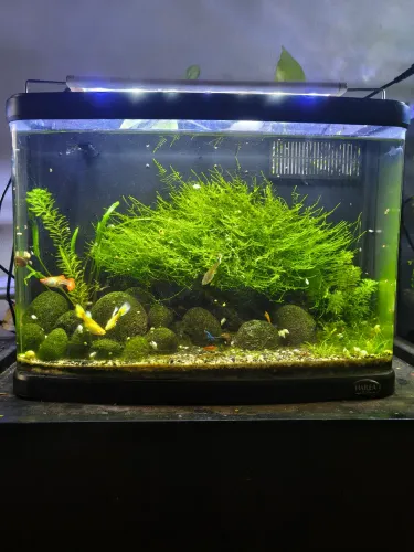 Plantas aquaticas, musgo christmas moss...