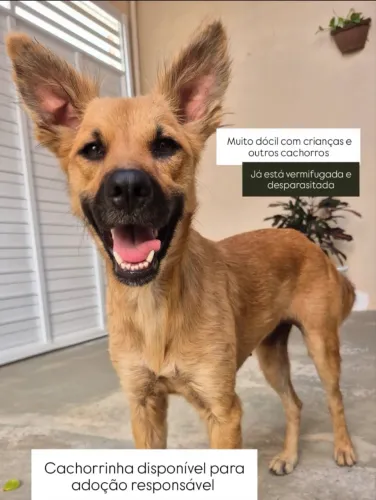 Fêmea super dócil - para adoção 