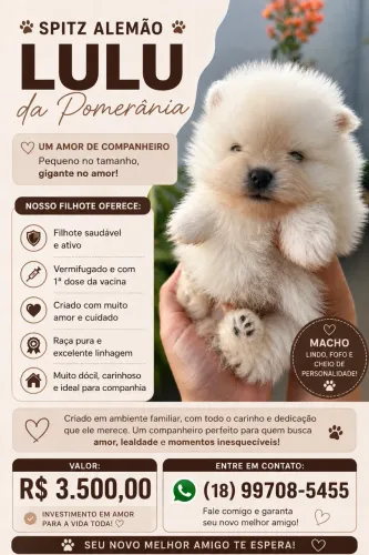Lulu spitz alemão 
