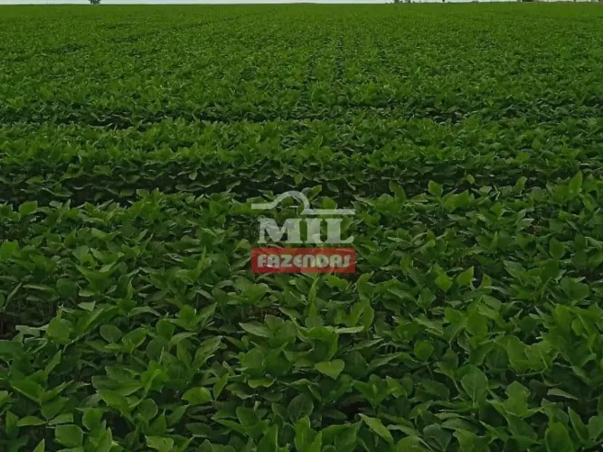 Fazenda 210 alquieres (1.016 hectares) Dois Irmãos - TO