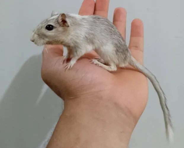 <br>Esquilo da Mongólia - Macho <br><br>