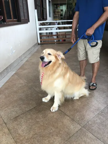 Cachorro Golden com pedigree