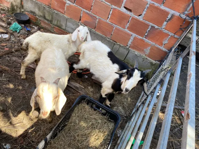 Cabras