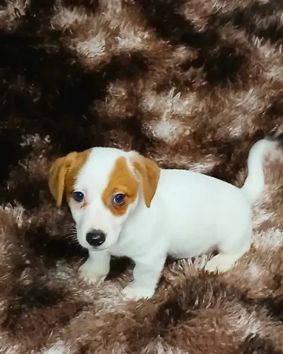 Jack Russel cãozinho do mascara