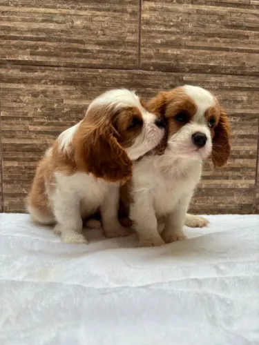 Cavalier entrega imediata todas as cores pais no local