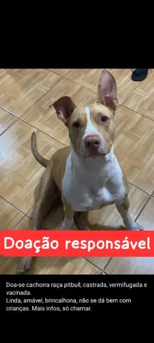 Doando cachorro