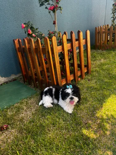 Filhote fêmea shih tzu