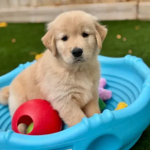 Filhotes de Golden Retriever | Filhotes prontos pra dar alegria!