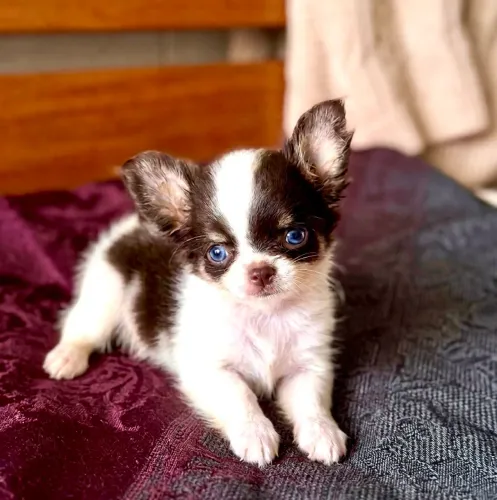 Chihuahua