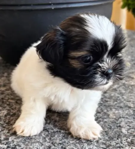 Filhotes machos de shih tzu