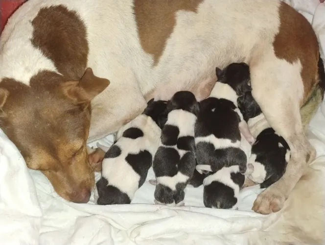 Fox Paulistinha Terrier Brasileiro 