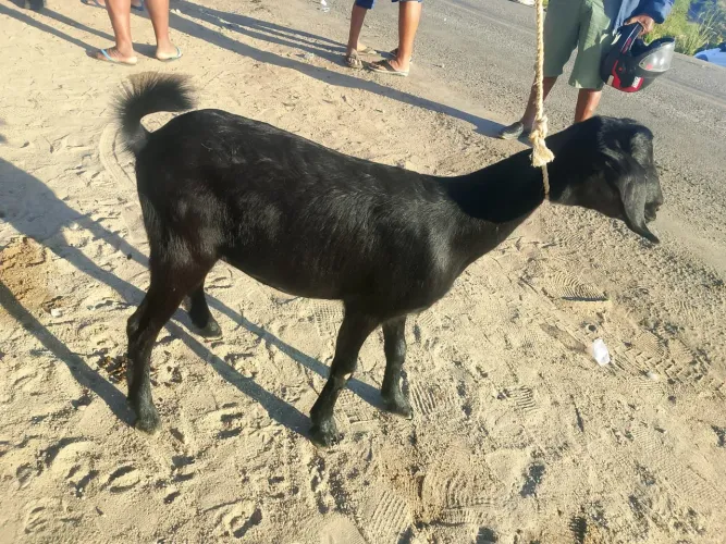 Marran de cabra