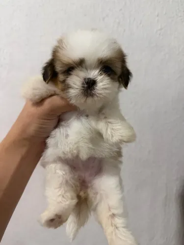 Shitzu fêmea pronta entrega 