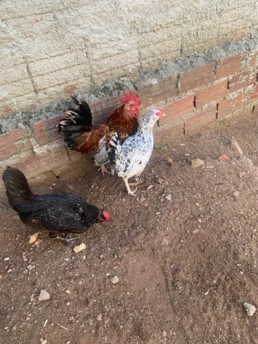 Galinha Belgian