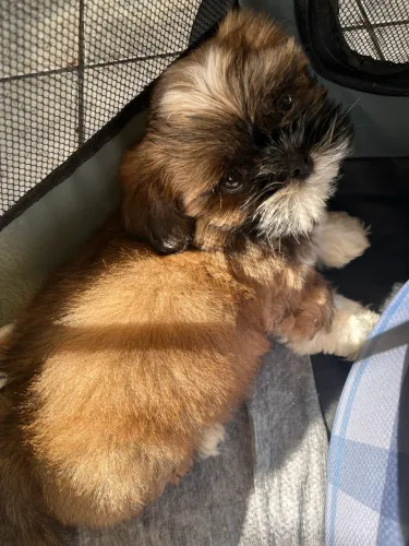 Vendo shih tzu