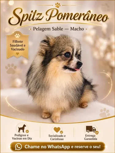 Spitz alemão anão